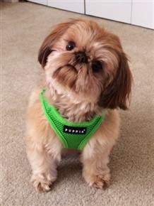 Shih tzu 2025 puppy harness